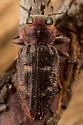 Pacific Flatheaded Borer - photo 2
