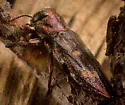 Pacific Flatheaded Borer - photo 3