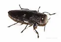 Pacific Flatheaded Borer - photo 4