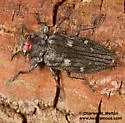 Pacific Flatheaded Borer - photo 5