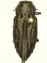Merkel Buprestid - Chrysobothris merkelii