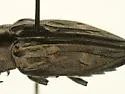 Merkel Buprestid - photo 2