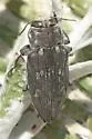Merkel Buprestid - photo 5