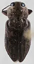 Chrysobothris mescalero - photo 2
