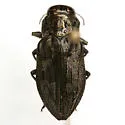 Chrysobothris mescalero - photo 3