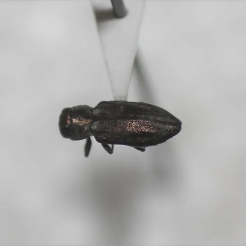 Chrysobothris micromorpha - photo 2