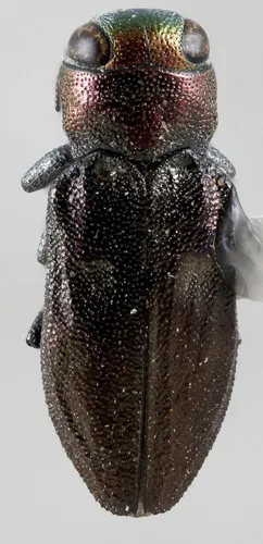 Chrysobothris micromorpha - photo 3