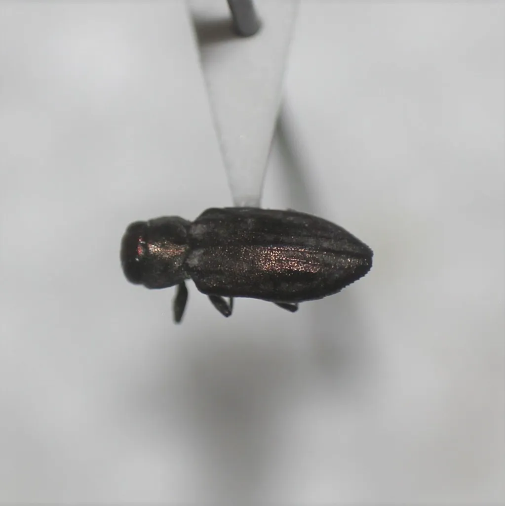 Chrysobothris micromorpha - photo 4