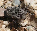 Chrysobothris monticola - photo 2