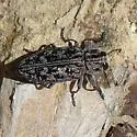 Chrysobothris monticola - photo 3