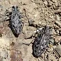 Chrysobothris monticola - photo 4