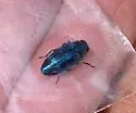 Chrysobothris near-lucana - photo 2