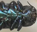 Chrysobothris near-lucana - photo 3
