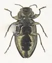Chrysobothris neopusilla - photo 2