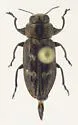 Chrysobothris neopusilla - photo 3