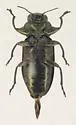 Chrysobothris neopusilla - photo 4