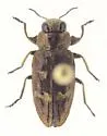 Chrysobothris neopusilla - photo 5