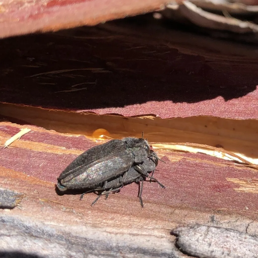 Flatheaded Cedar Borer - photo 2