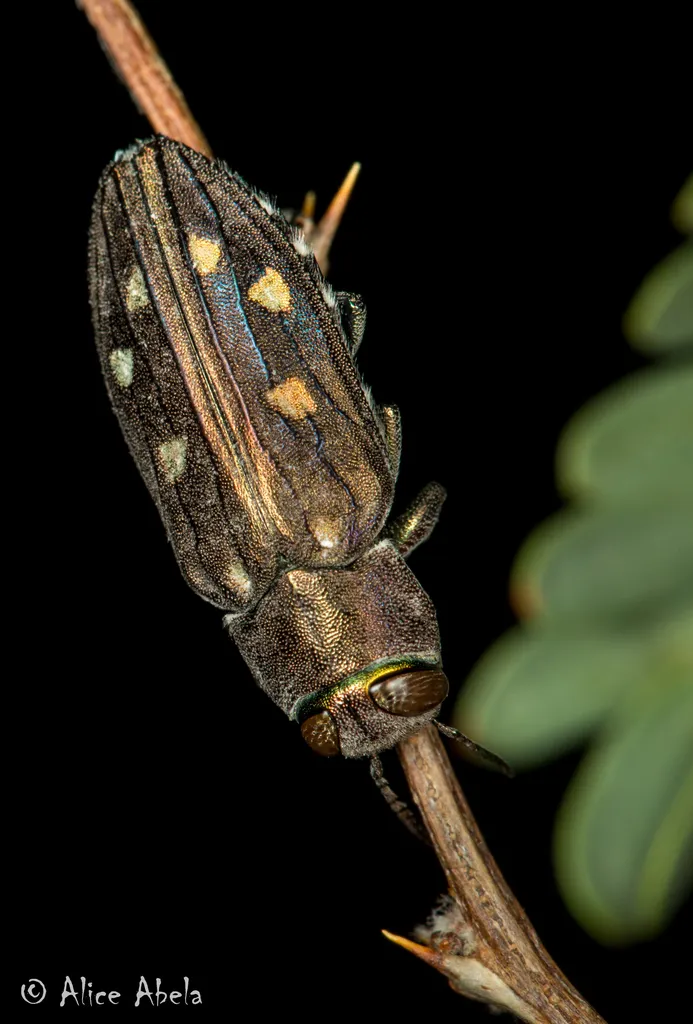 Chrysobothris octocola - photo 2