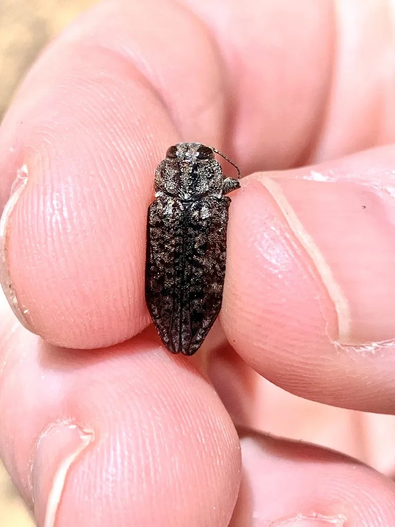 Chrysobothris orono - photo 2