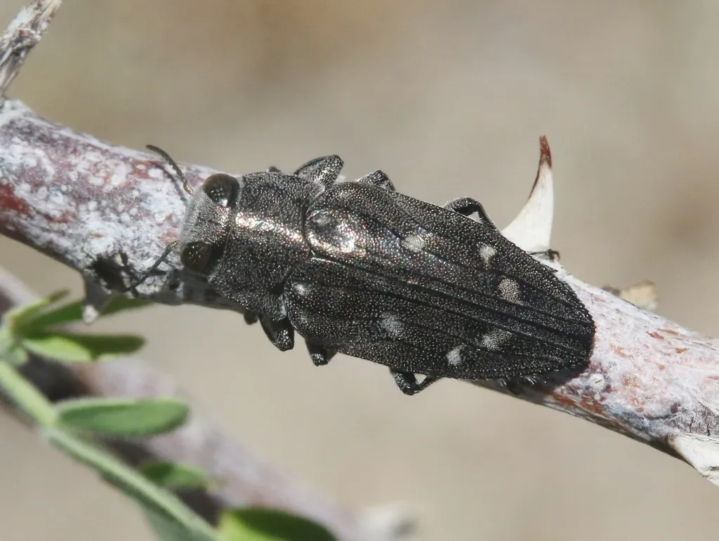 Chrysobothris peninsularis - Chrysobothris peninsularis