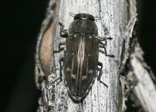Chrysobothris peninsularis - photo 3