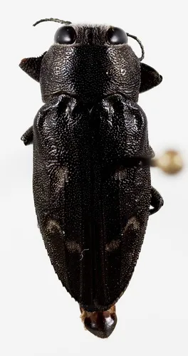 Chrysobothris peninsularis - photo 4