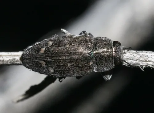 Chrysobothris peninsularis - photo 5
