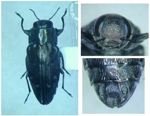 Chrysobothris peninsularis - photo 6