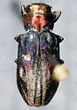 Chrysobothris piuta - Chrysobothris piuta