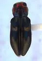 Chrysobothris piuta - photo 2