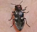 Chrysobothris piuta - photo 3