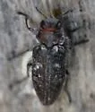 Chrysobothris piuta - photo 4