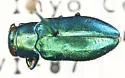 Chrysobothris prasina