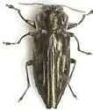 Chrysobothris pseudacutipennis