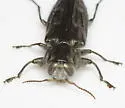 Chrysobothris pseudacutipennis - photo 3