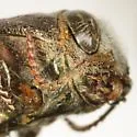 Chrysobothris pseudacutipennis - photo 4
