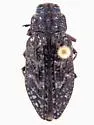 Chrysobothris pseudotsugae - Chrysobothris pseudotsugae