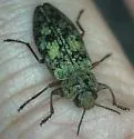 Chrysobothris pseudotsugae - photo 2
