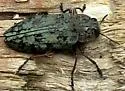 Chrysobothris pseudotsugae - photo 4