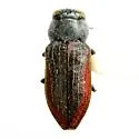 Chrysobothris pubilineata - Chrysobothris pubilineata