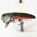 Chrysobothris pubilineata - photo 2