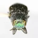 Chrysobothris pubilineata - photo 3