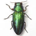 Chrysobothris purpureoplagiata