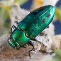 Chrysobothris purpureoplagiata - photo 2