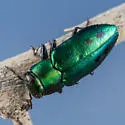 Chrysobothris purpureoplagiata - photo 3
