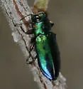 Chrysobothris purpureoplagiata - photo 4