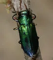 Chrysobothris purpureoplagiata - photo 5