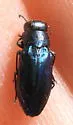 Chrysobothris purpureovittata