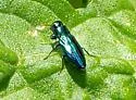 Chrysobothris purpureovittata - photo 2